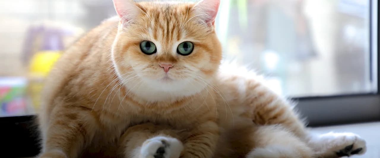 A plump ginger British shorthair cat with bright green eyes sitting indoors near a window, looking directly at the camera - the kind of pampered indoor cat at the heart of The Cat Butler's premium service model