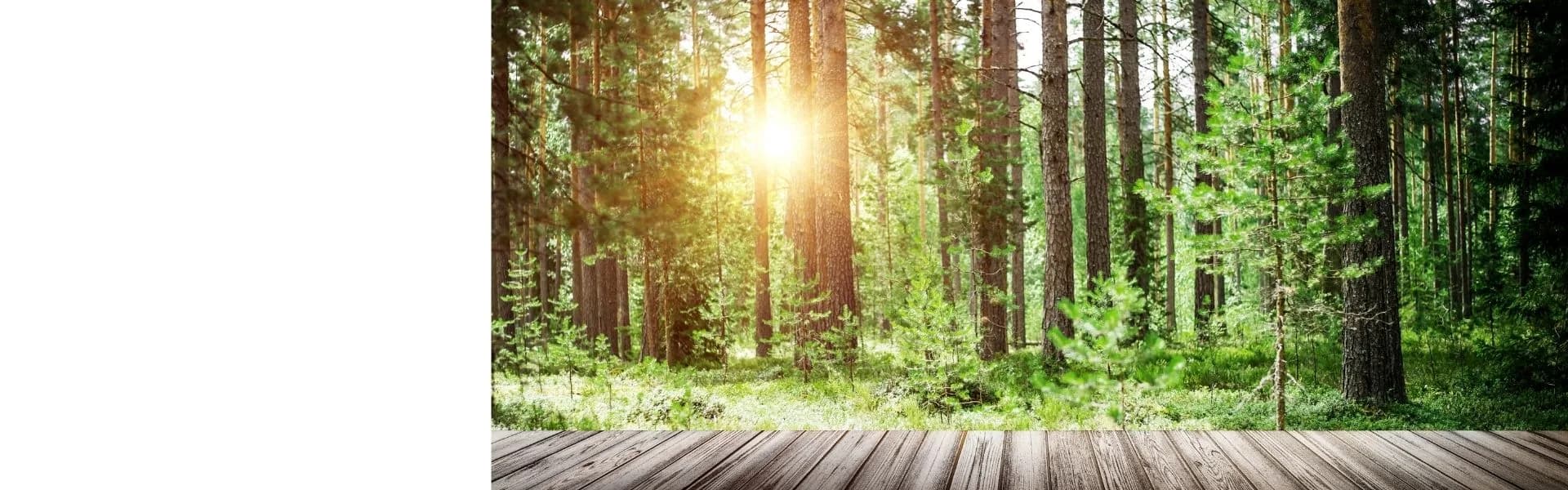 Sunlight streaming through tall pine trees in a lush green forest with a wooden deck in the foreground, representing outdoor franchise opportunities in the UK.