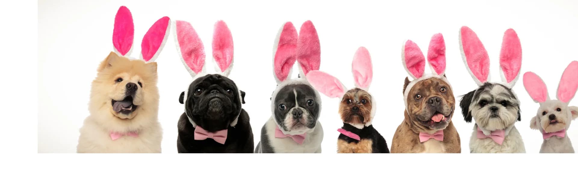 Row of cute dogs of various breeds wearing pink bunny ears and bow ties on a white background, representing pet franchise opportunities in the UK.