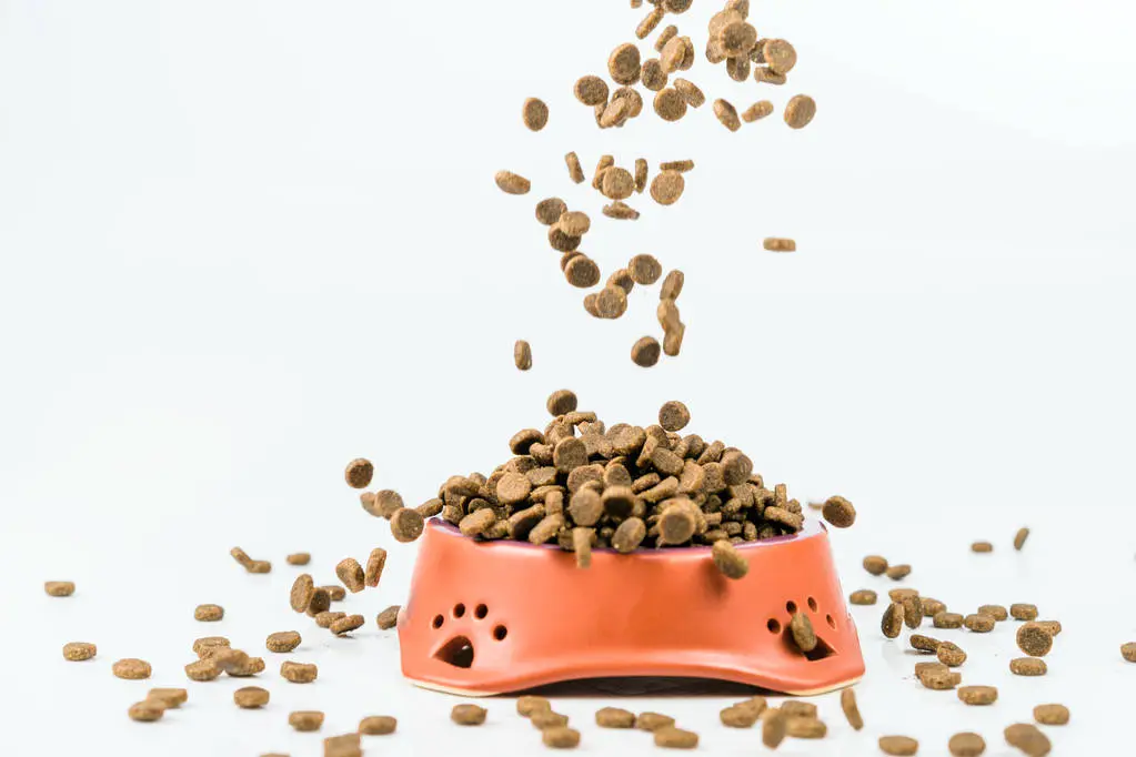 Husse franchise pet food in ceramic bowl